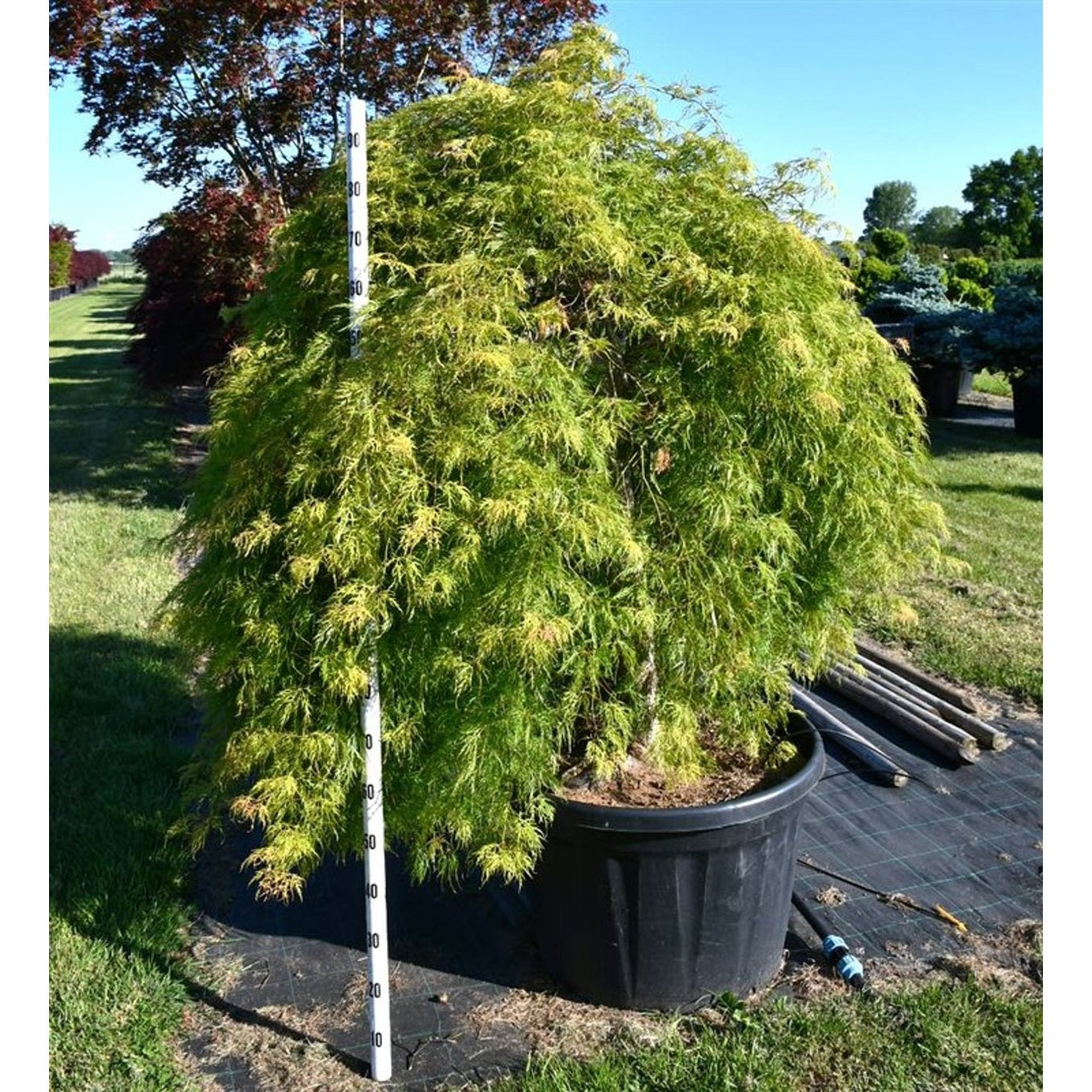 Japansk lönn – Acer palmatum 'Inaba-shidare' - C180 180-200 cm.